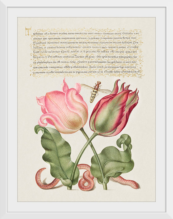 "Vintage Art Calligraphy Flowers", Georg Bocskay and Joris Hoefnagel