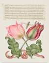 "Vintage Art Calligraphy Flowers", Georg Bocskay and Joris Hoefnagel