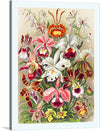 “Orchid Flowers” is a meticulously crafted artwork that captures the ethereal beauty and vibrant hues of various orchid species. Each bloom is rendered with exquisite detail, showcasing the artist’s mastery in bringing to life the intricate patterns and sumptuous colors that make orchids a beloved subject. 