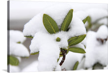  “Leaves Covered In Snow” is a mesmerizing artwork that captures the serene beauty of winter’s touch on nature. The image shows bright green leaves covered with fresh white snow. The leaves are vibrant and detailed, offering a stark contrast to the soft texture of the snow. There is an up-close focus on one cluster of leaves with others softly blurred in the background, creating depth.