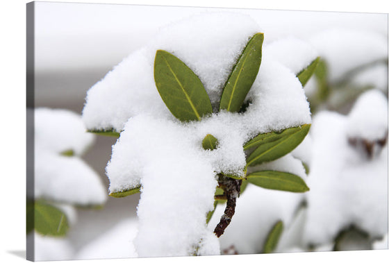 “Leaves Covered In Snow” is a mesmerizing artwork that captures the serene beauty of winter’s touch on nature. The image shows bright green leaves covered with fresh white snow. The leaves are vibrant and detailed, offering a stark contrast to the soft texture of the snow. There is an up-close focus on one cluster of leaves with others softly blurred in the background, creating depth.