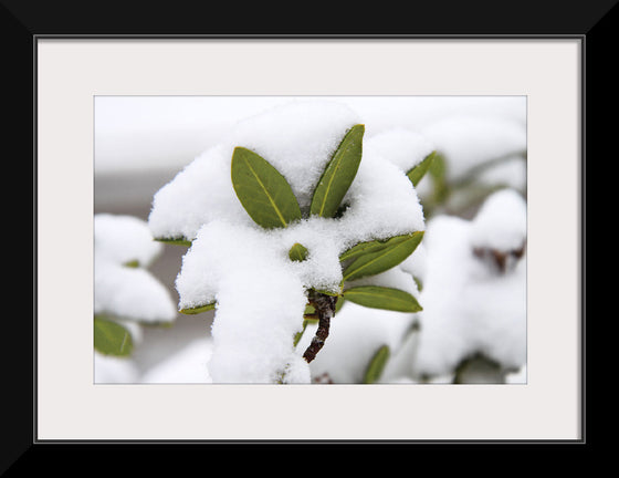 "Leaves Covered In Snow"