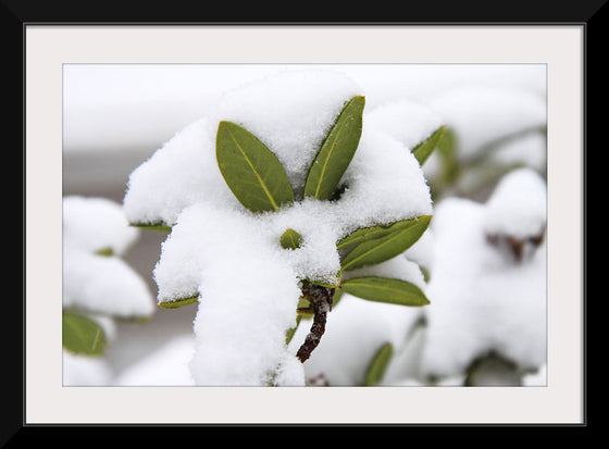 "Leaves Covered In Snow"