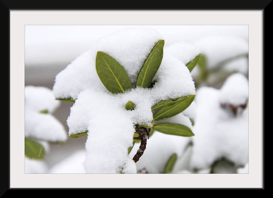 "Leaves Covered In Snow"