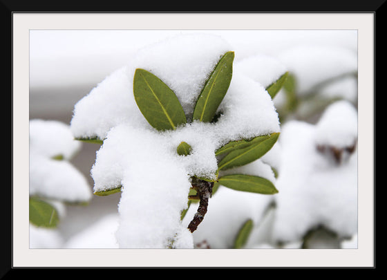 "Leaves Covered In Snow"