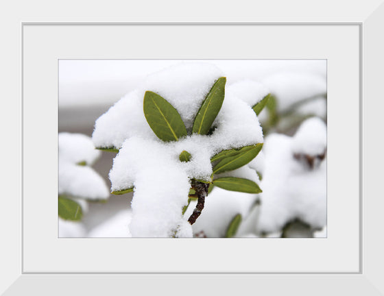 "Leaves Covered In Snow"