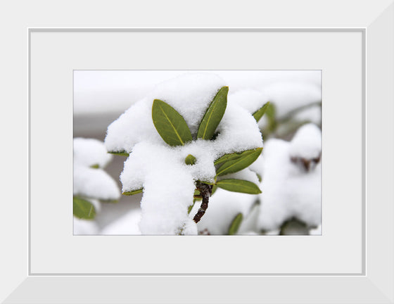 "Leaves Covered In Snow"