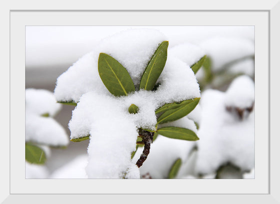 "Leaves Covered In Snow"