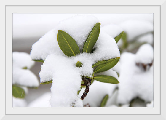 "Leaves Covered In Snow"