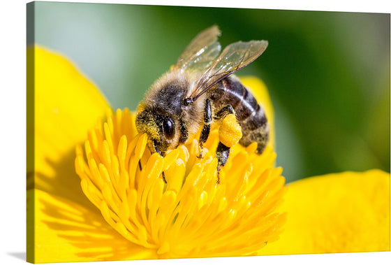 This artwork titled “Pollinating Bee” is a stunning print that captures the intricate dance between flora and fauna. The image features a close-up view of a bee pollinating a bright yellow flower. Every detail, from the bee’s delicate wings to the vibrant yellow petals of the flower, is rendered with breathtaking clarity.