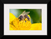 "Pollinating Bee"