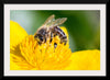 "Pollinating Bee"