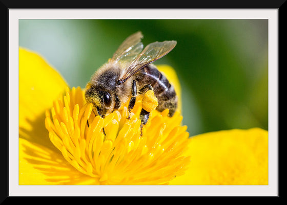 "Pollinating Bee"