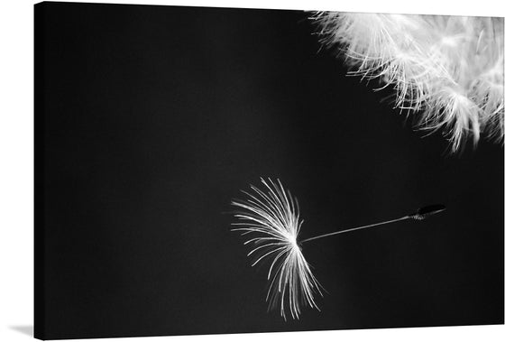 Experience the enchantment of a dandelion blowing in the wind with this captivating canvas print. As the delicate seeds float away, they carry wishes and dreams to new destinations. This artwork beautifully captures the fleeting moment of nature's magic, evoking a sense of wonder and serenity.