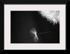 "Dandelion Blowing in the Wind"