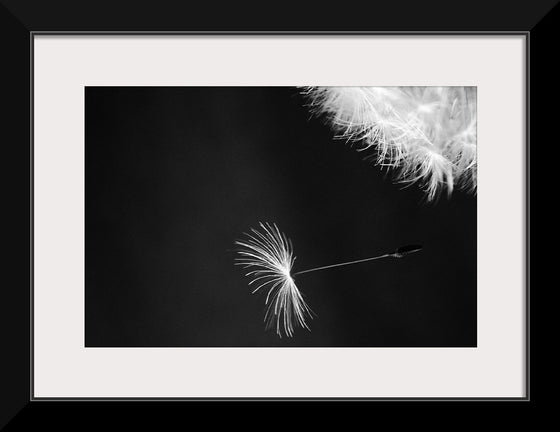 "Dandelion Blowing in the Wind"