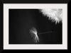 "Dandelion Blowing in the Wind"