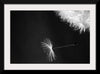 "Dandelion Blowing in the Wind"