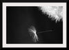 "Dandelion Blowing in the Wind"