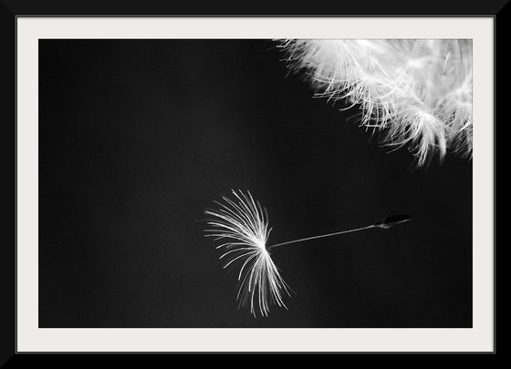 "Dandelion Blowing in the Wind"