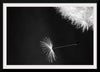 "Dandelion Blowing in the Wind"