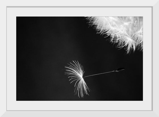 "Dandelion Blowing in the Wind"