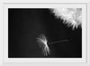 "Dandelion Blowing in the Wind"