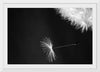 "Dandelion Blowing in the Wind"