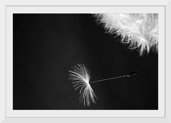 "Dandelion Blowing in the Wind"