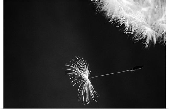 "Dandelion Blowing in the Wind"