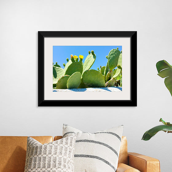 "Flowering Cactus"