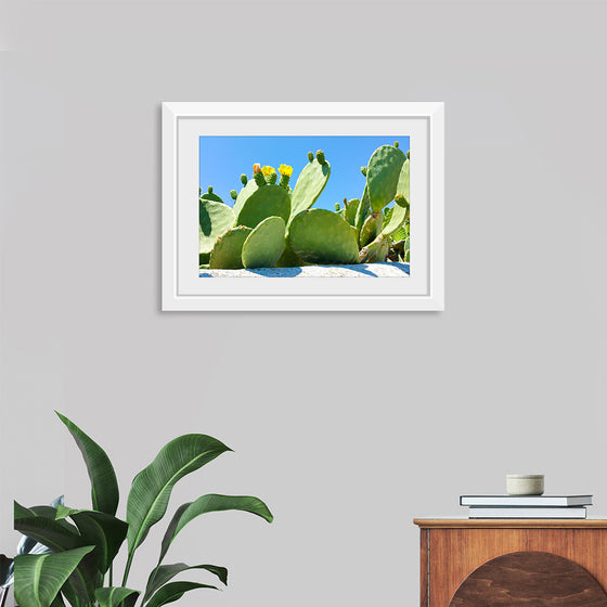 "Flowering Cactus"