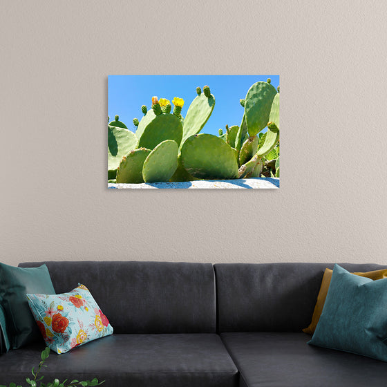 "Flowering Cactus"