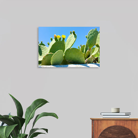 "Flowering Cactus"