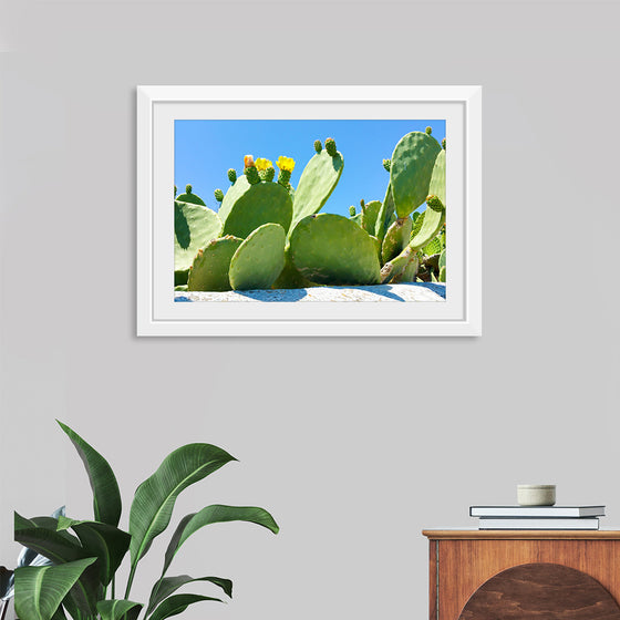 "Flowering Cactus"