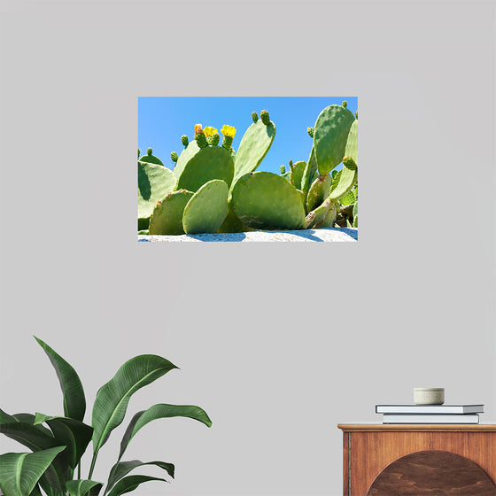 "Flowering Cactus"