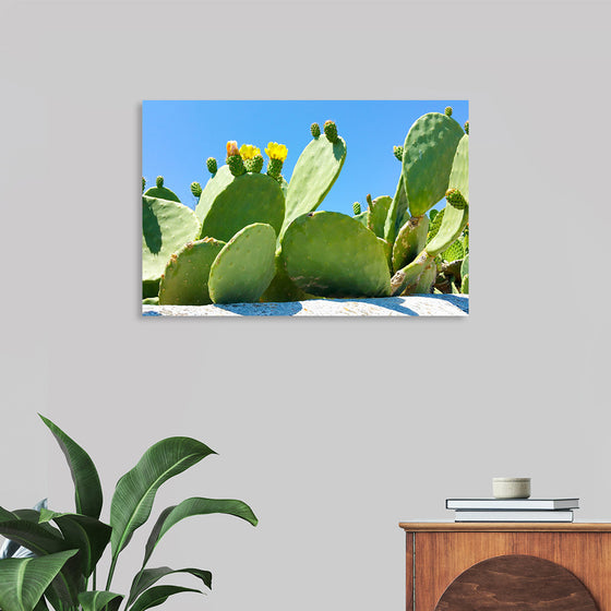 "Flowering Cactus"