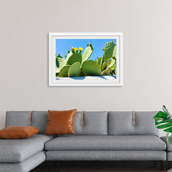 "Flowering Cactus"