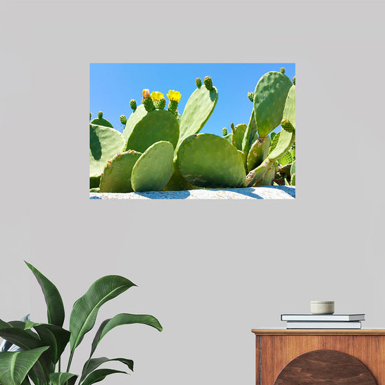 "Flowering Cactus"