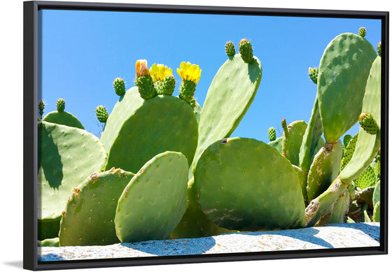 "Flowering Cactus"