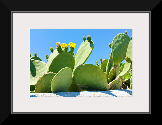 "Flowering Cactus"