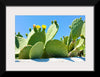 "Flowering Cactus"