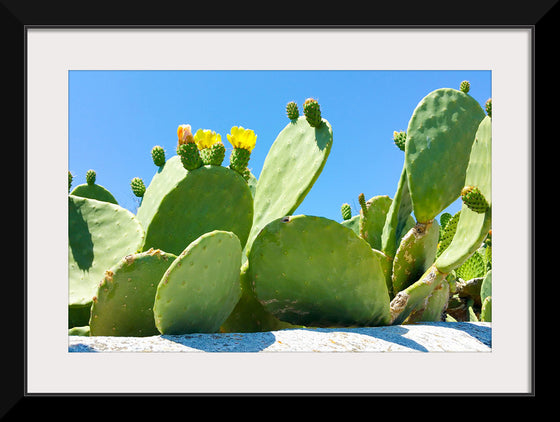 "Flowering Cactus"