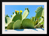 "Flowering Cactus"