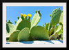 "Flowering Cactus"