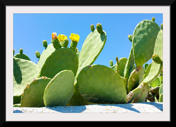 "Flowering Cactus"