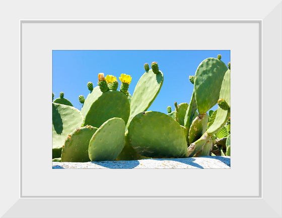 "Flowering Cactus"