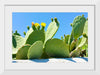 "Flowering Cactus"