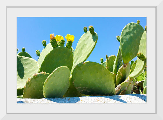 "Flowering Cactus"