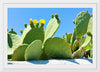 "Flowering Cactus"